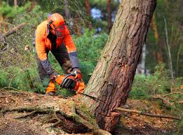 Best Commercial Tree Services  in Crestwood, IL